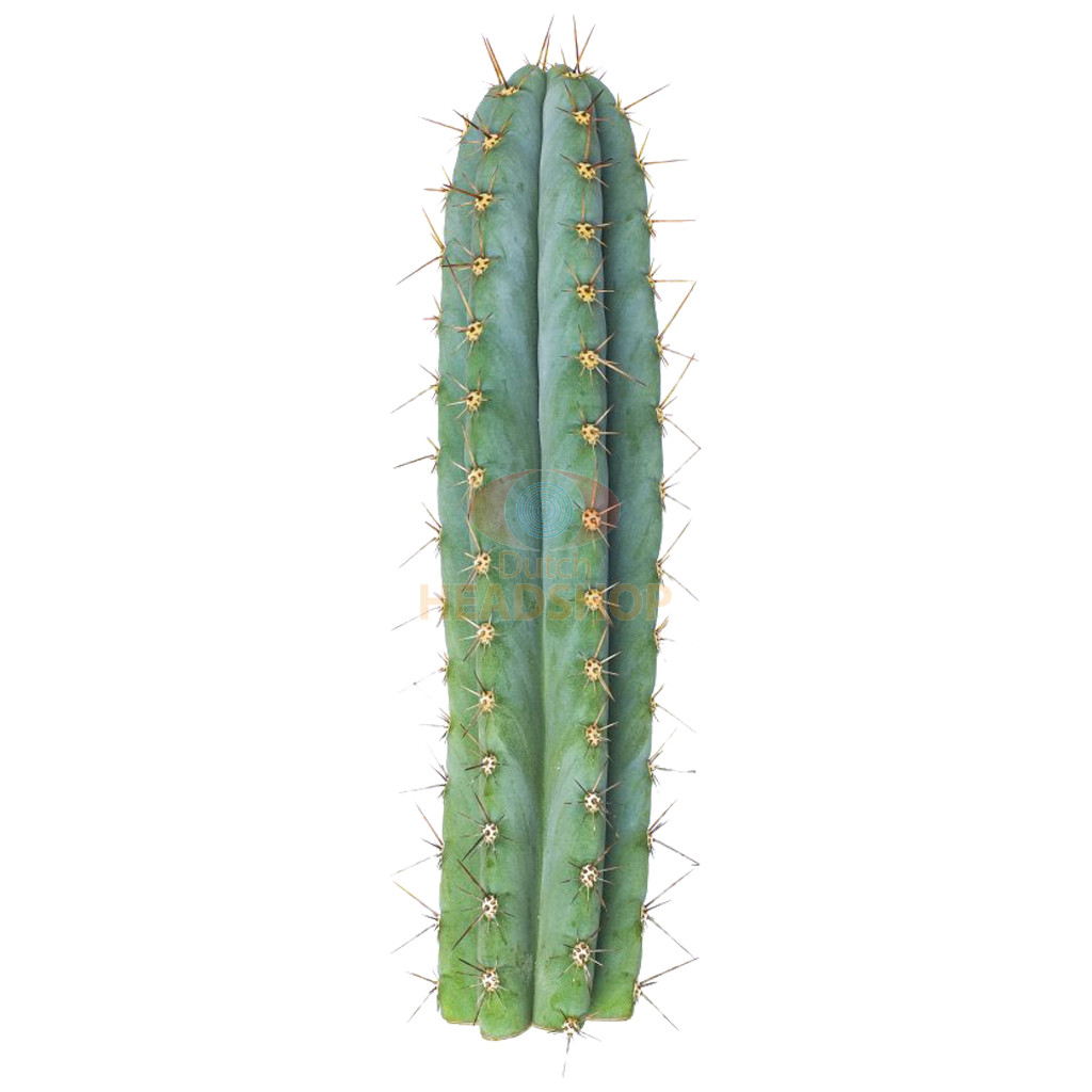 peruvian-torch-cactus-zaden-trichocereus-peruvianus-2-1